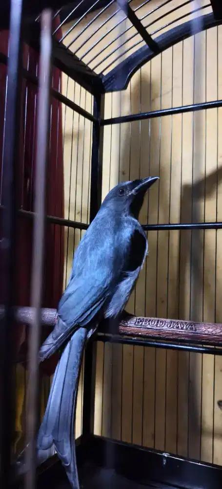 Srigunting abu mata jagung setengah kopling full masteran