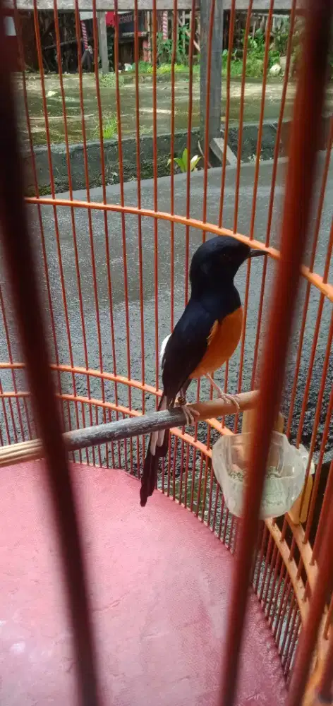 Muray batu muda prospek