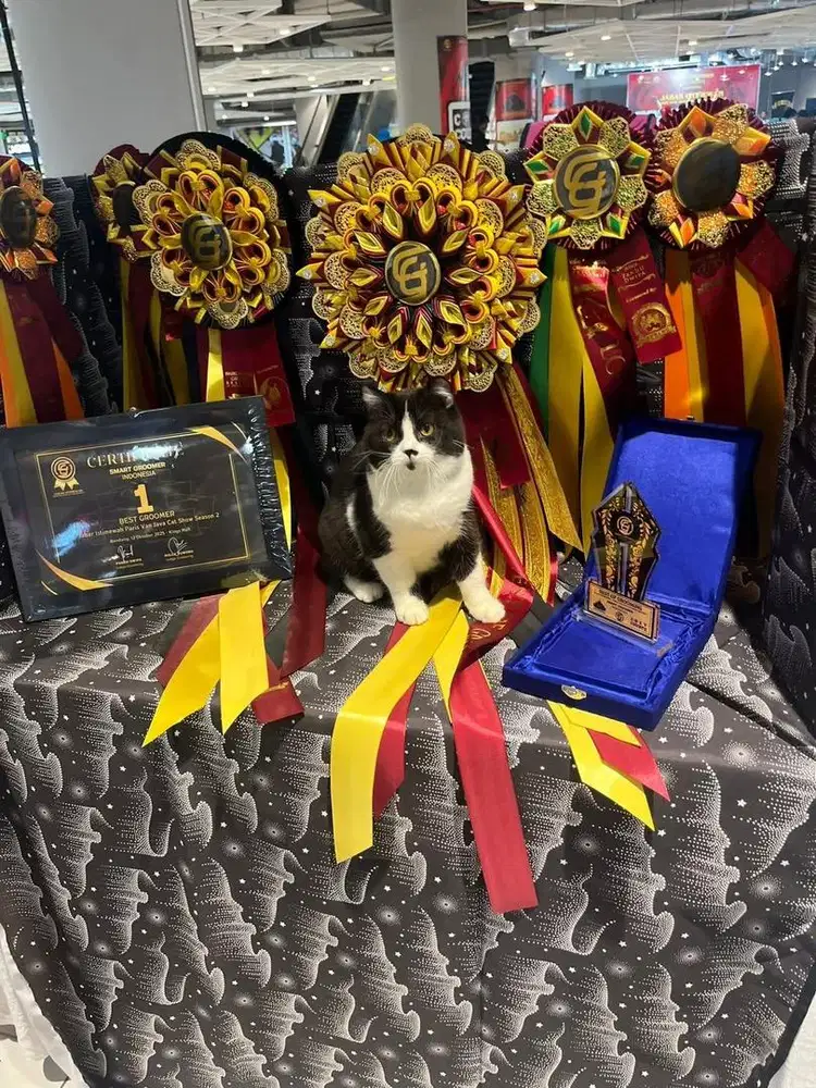 British Shorthair Black N white