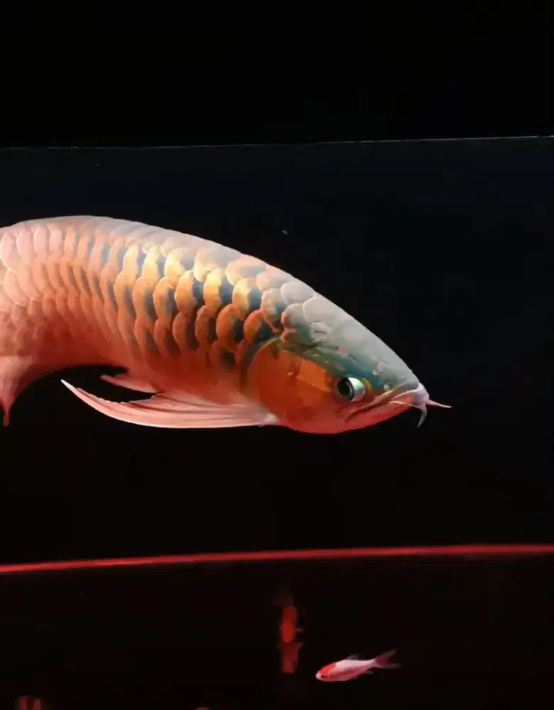 Arwana sr ukuran 55 cm