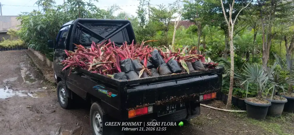 Jual Tanaman Maranta Bali