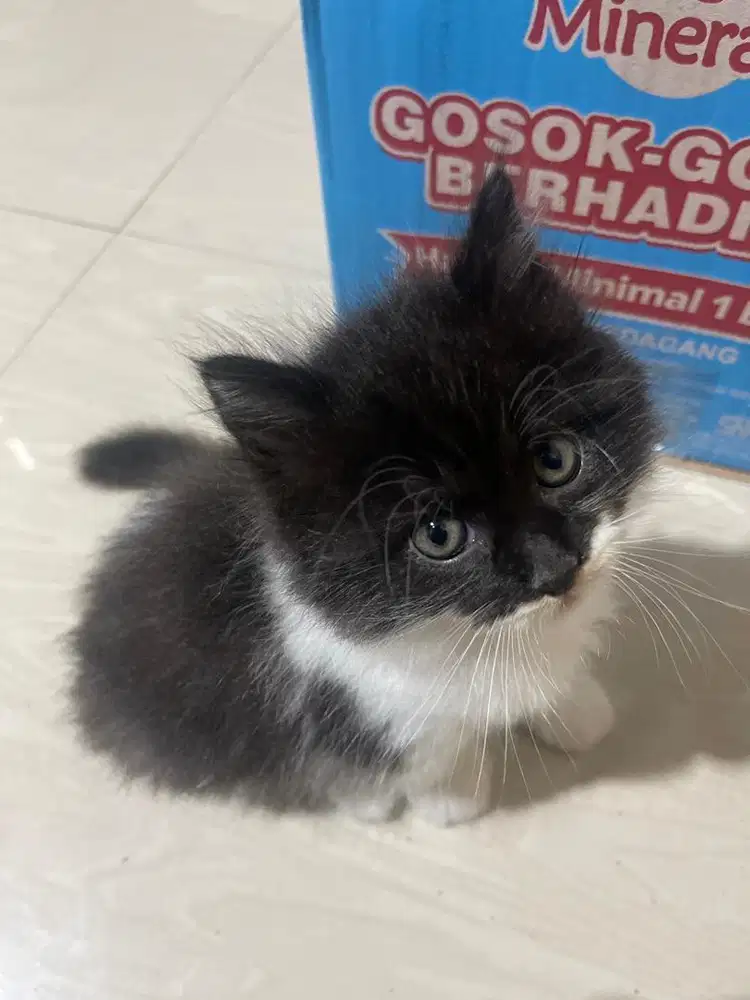 Kucing persia hitam batman