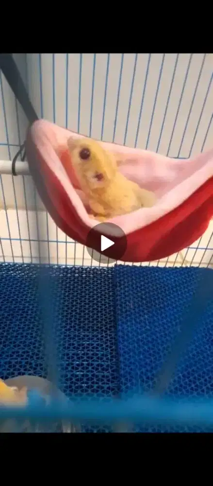 Sugar Glider 13 bulan