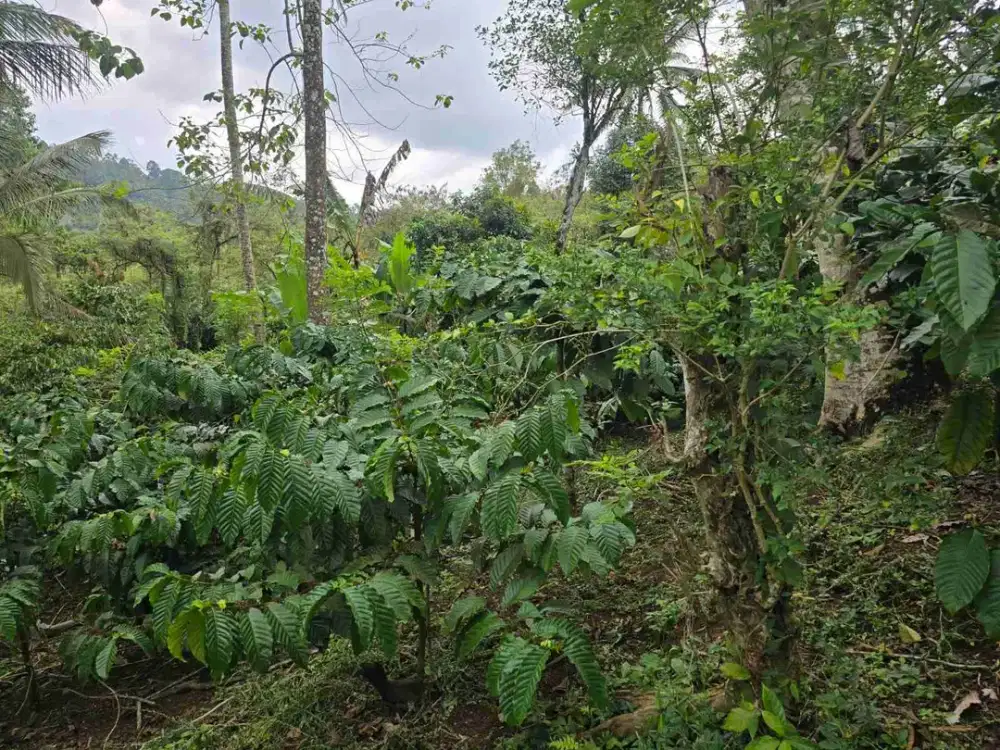 Tanah Kebun Kopi Yang Subur View Lembah Tabanan Bali
