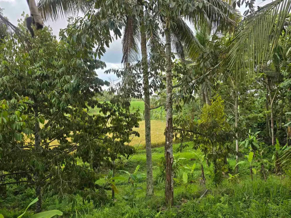 Dijual tanah kebun view sawah di tabanan bali