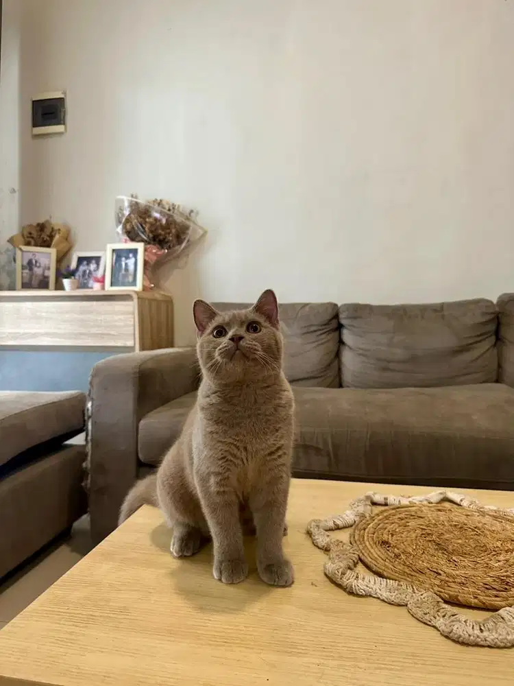 Kucing British Shorthair BSH Lilac Jantan