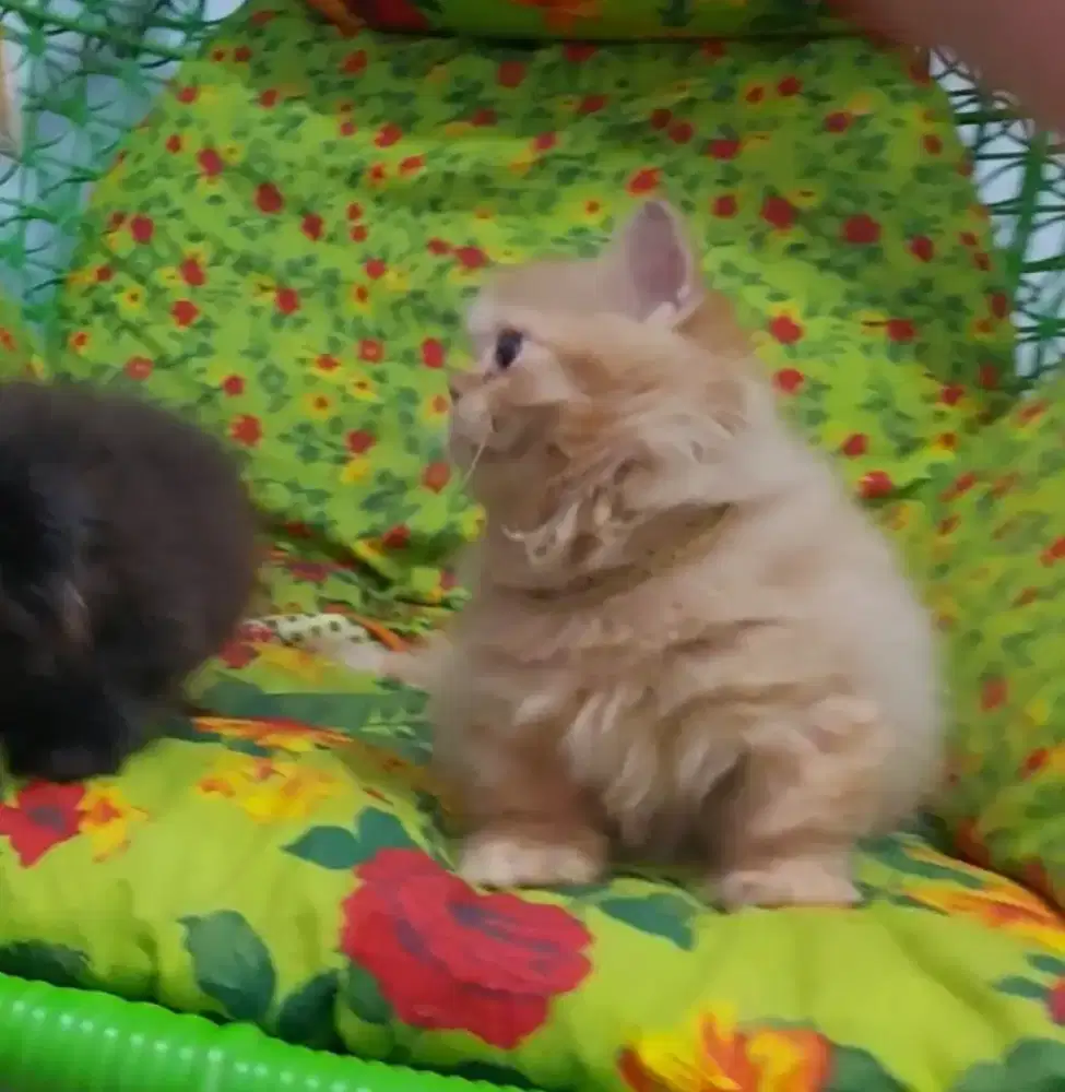 Munchkin British Red Female