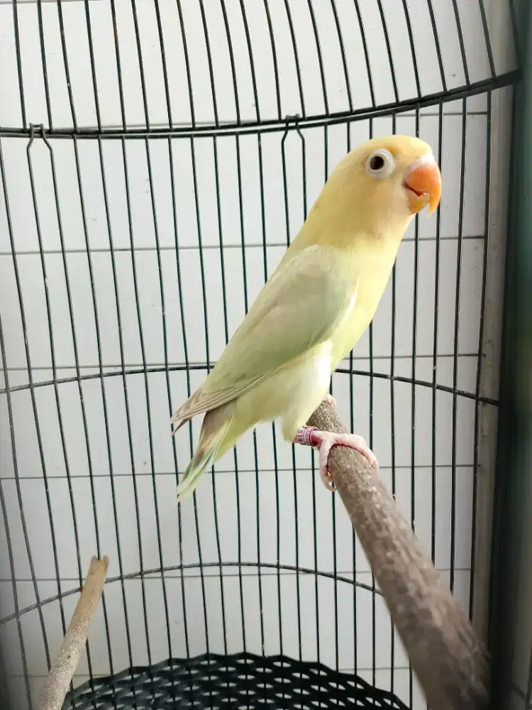 Lovebird warna cantik