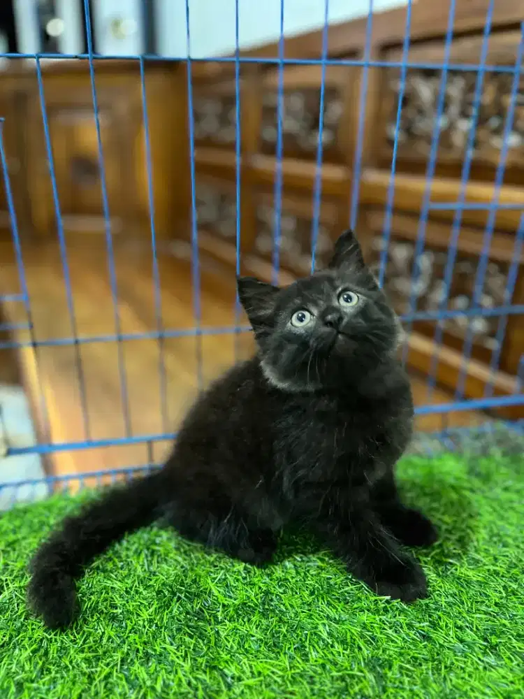 Kitten Persian betina