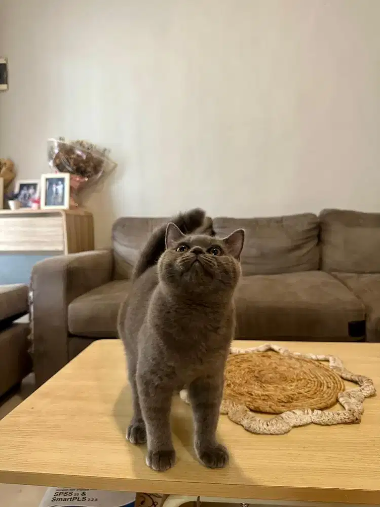 Kucing British Shorthair Blue Solid Jantan