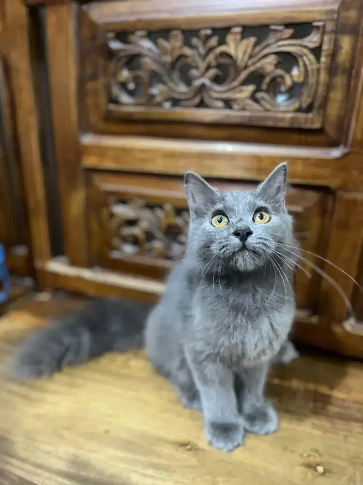 Kitten Persia betina