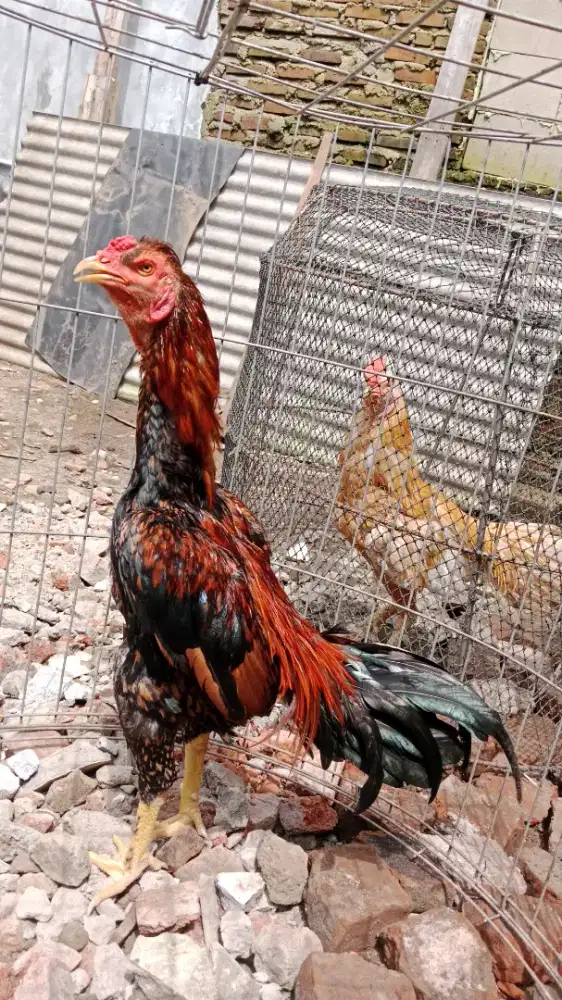Ayam pama x bangkok import Simbar sisik kering