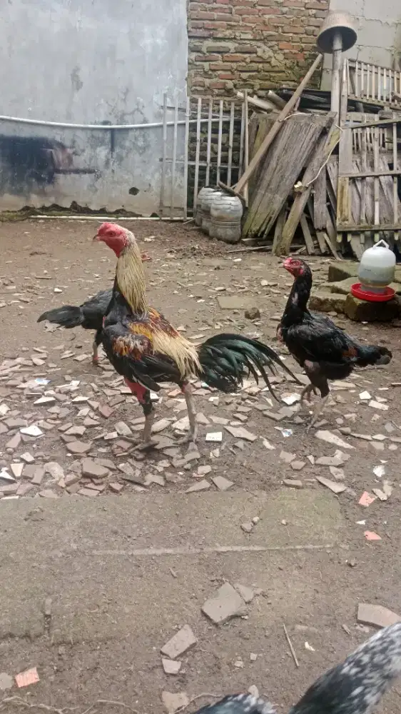 Ayam pacek mangon pas disilang ke bangkok