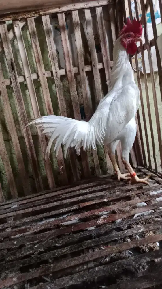 Ayam putih kinantan Birma x bangkok