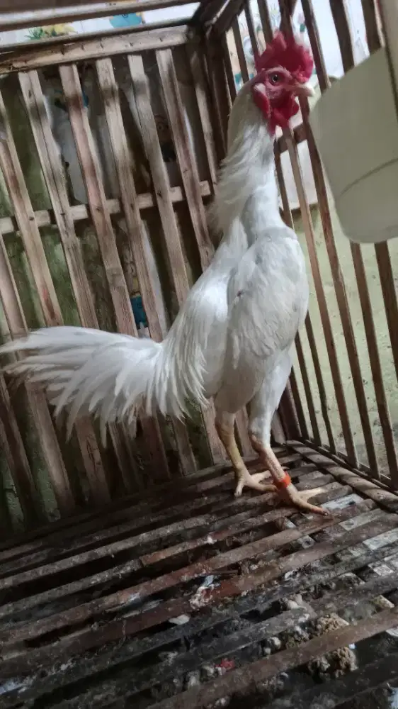 Ayam putih polos bangkok x birma