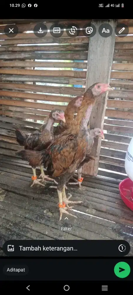 Ayam koyngon x ekor lidi ory