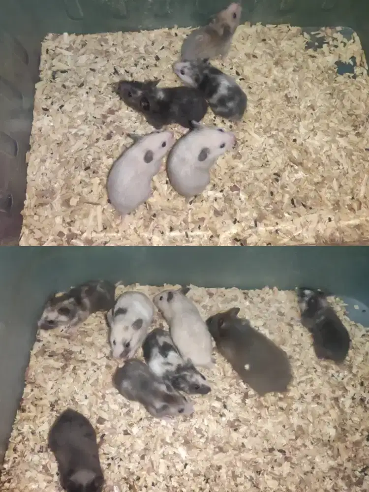 Hamster Syrian Varian