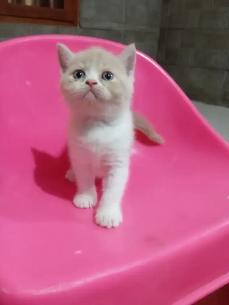 Kitten BSH/British Shorthair pure