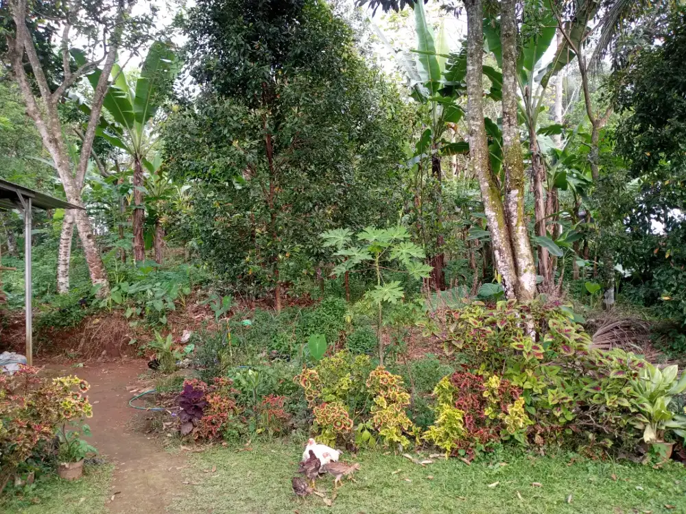 Di Jual Tanah Secepatnya