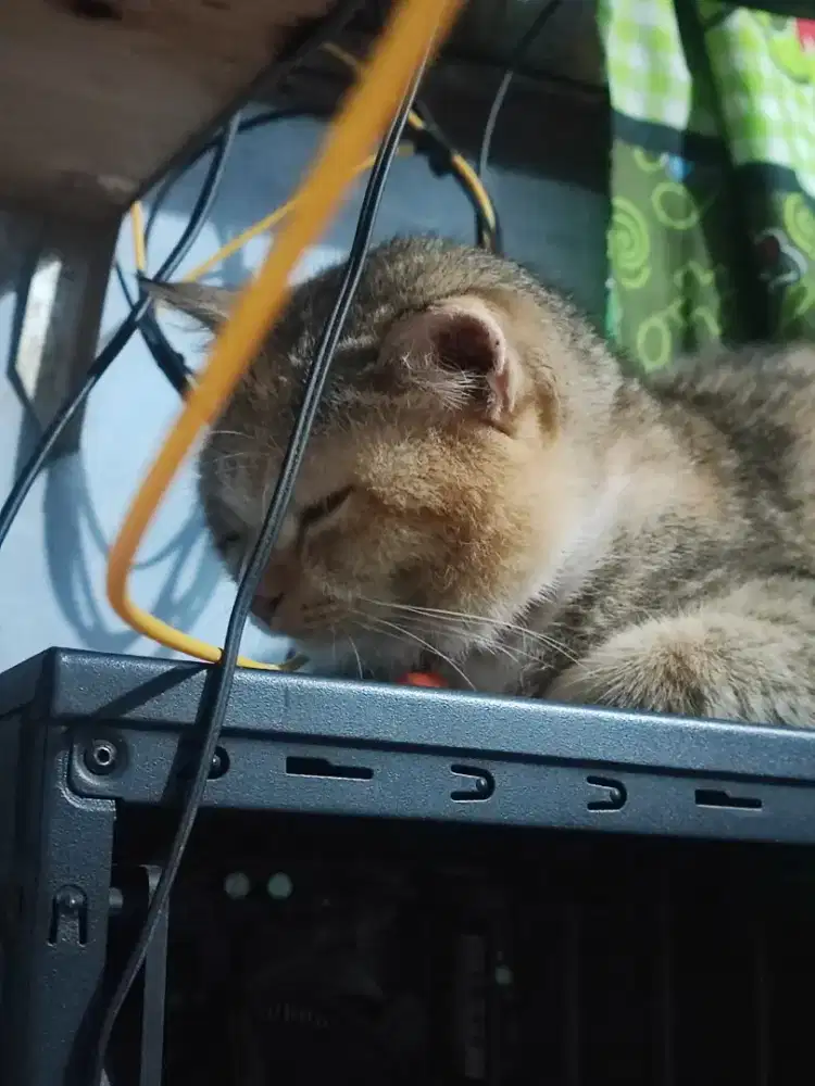 DIJUAL BRITISH SHORT HAIR GOLDEN