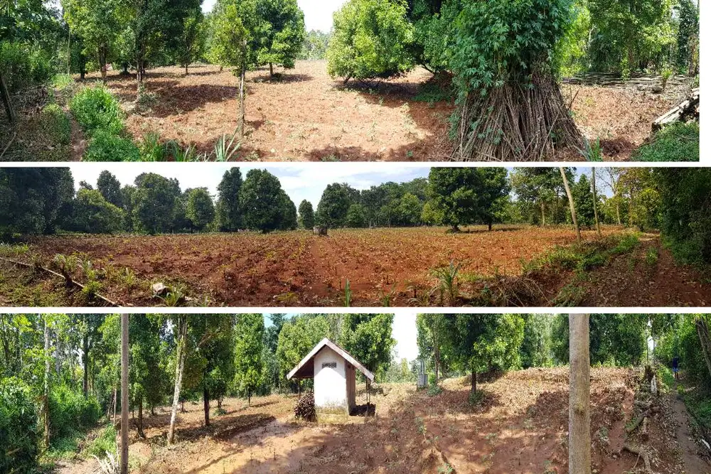Tanah di desa Bleber , cluwak, PATI, jawa tengah