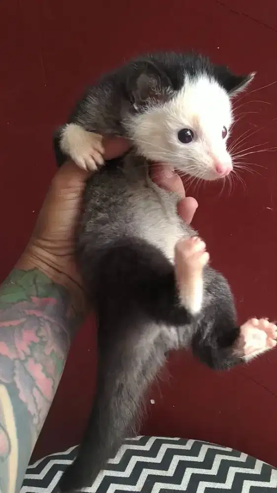 Musang lombok mozaik