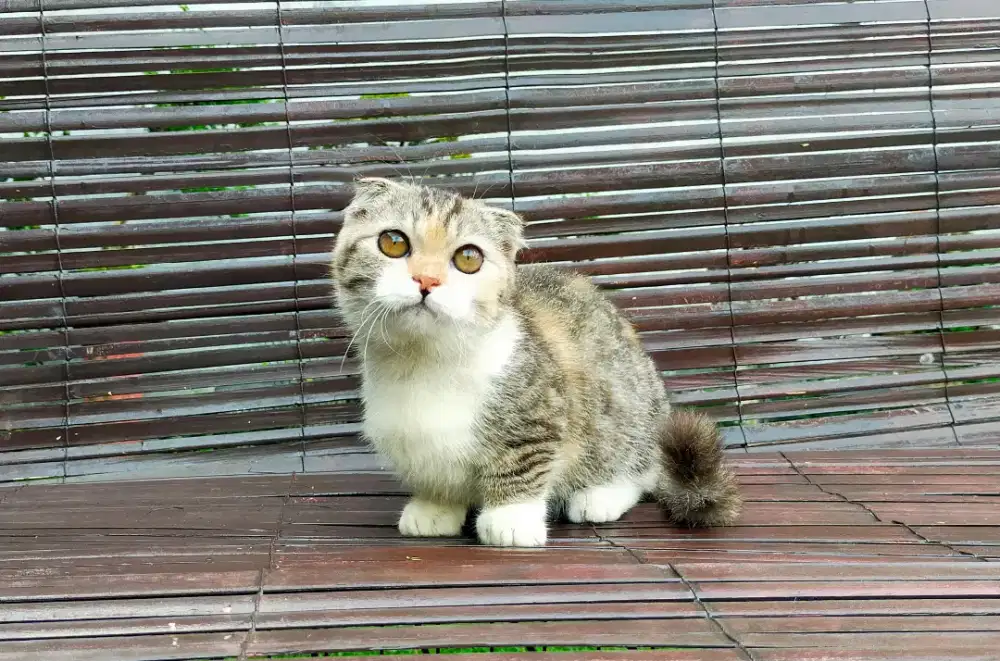 Kucing Munchkin Gaelic Fold Betina 3,5bln