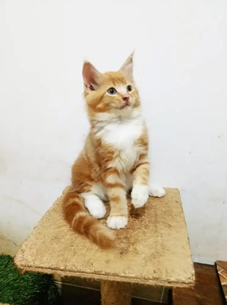 Kitten mainecoon betina Pure bkn mix. Garansi