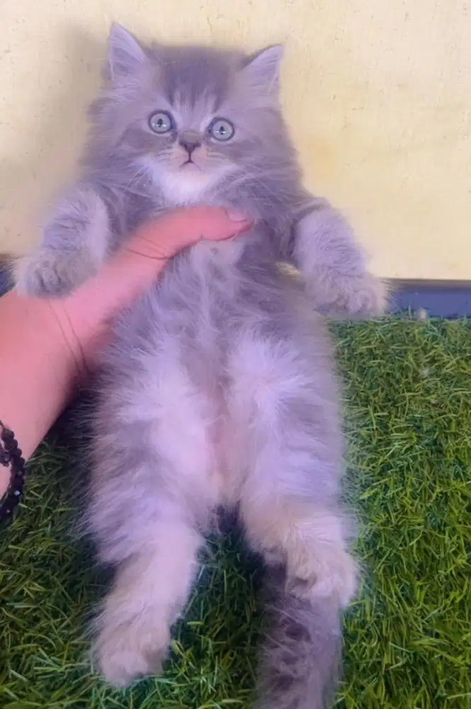 Kucing ras persia jantan abu2