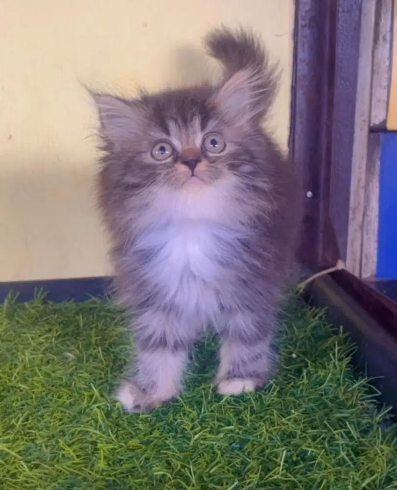 Kucing ras persia mujaer betina