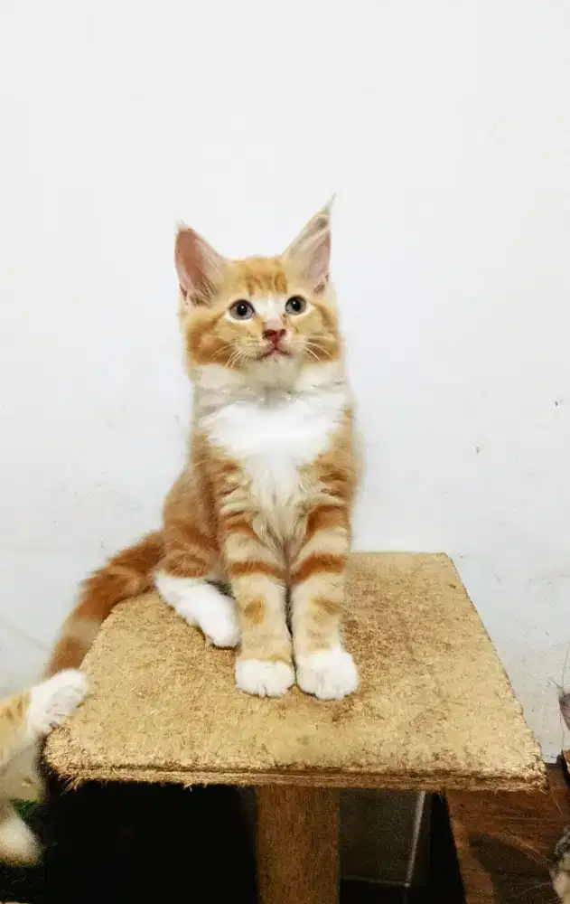 Kitten mainecoon Betina Pure. Induk ped Cfa Maine Coon