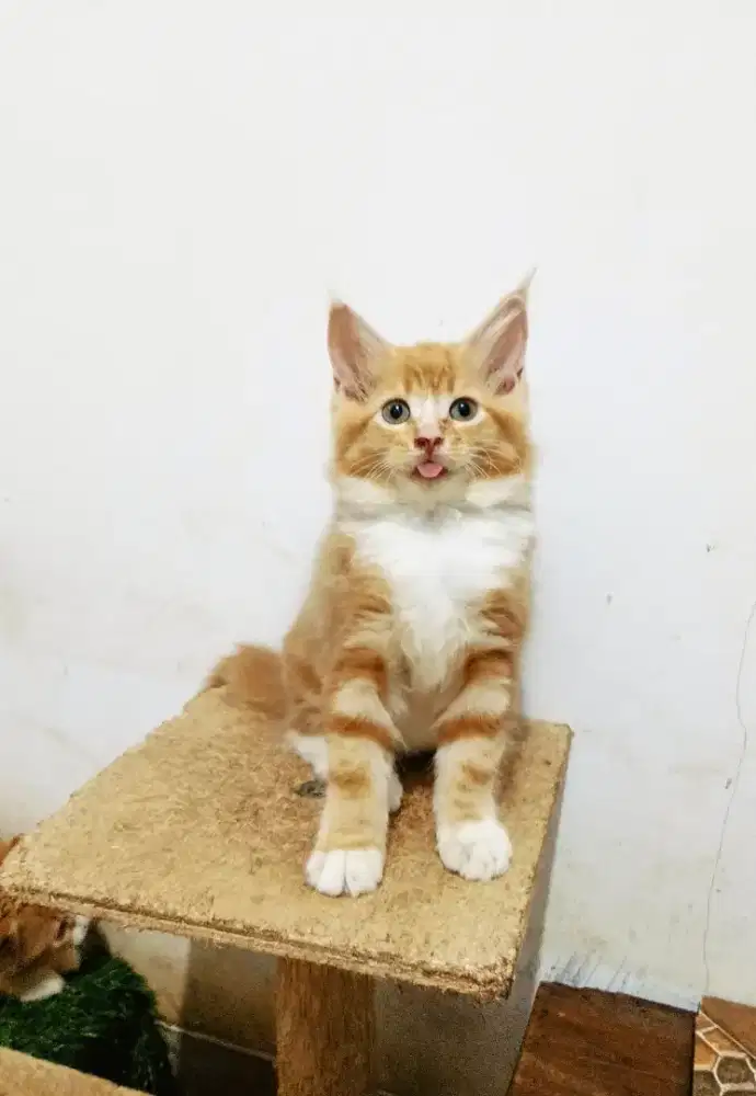 Kitten mainecoon Betina pure bkn mix. Induknya ped Cfa mainecoon