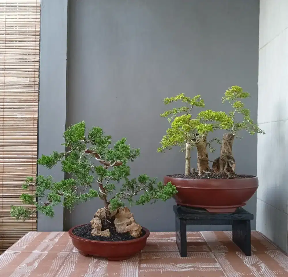 2 pot bonsai hias mini antik