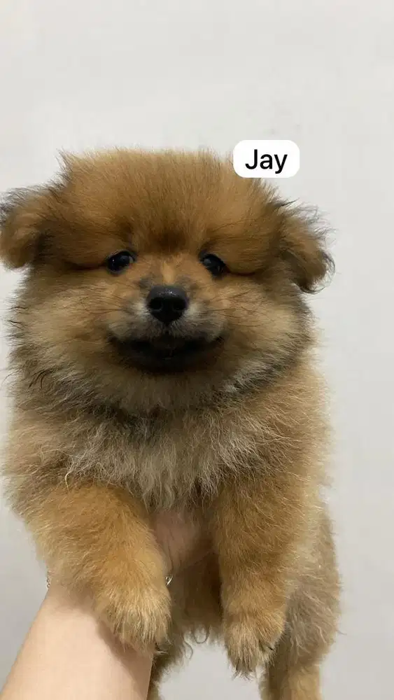 dijual cepat Minipom jantan