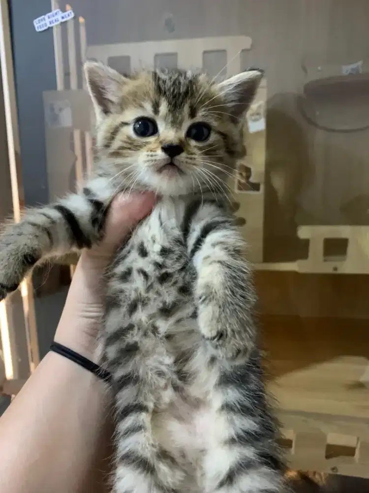 KUCING MIX BSH, BISA NEGO