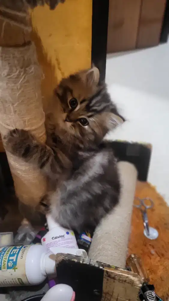 Kitten bsh mix marble british