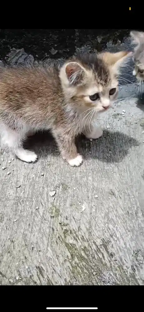 Kitten mixdome jantan