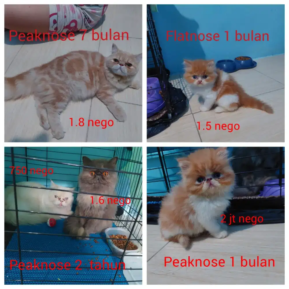 Kucing Kitten peaknose