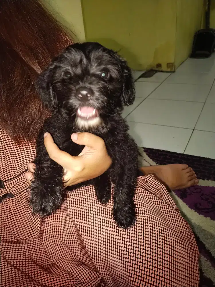 Anjing poodle jantan