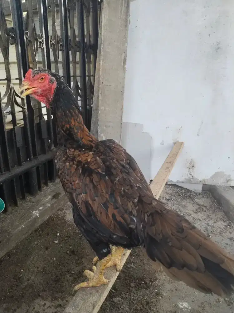 Biang bangkok big F1