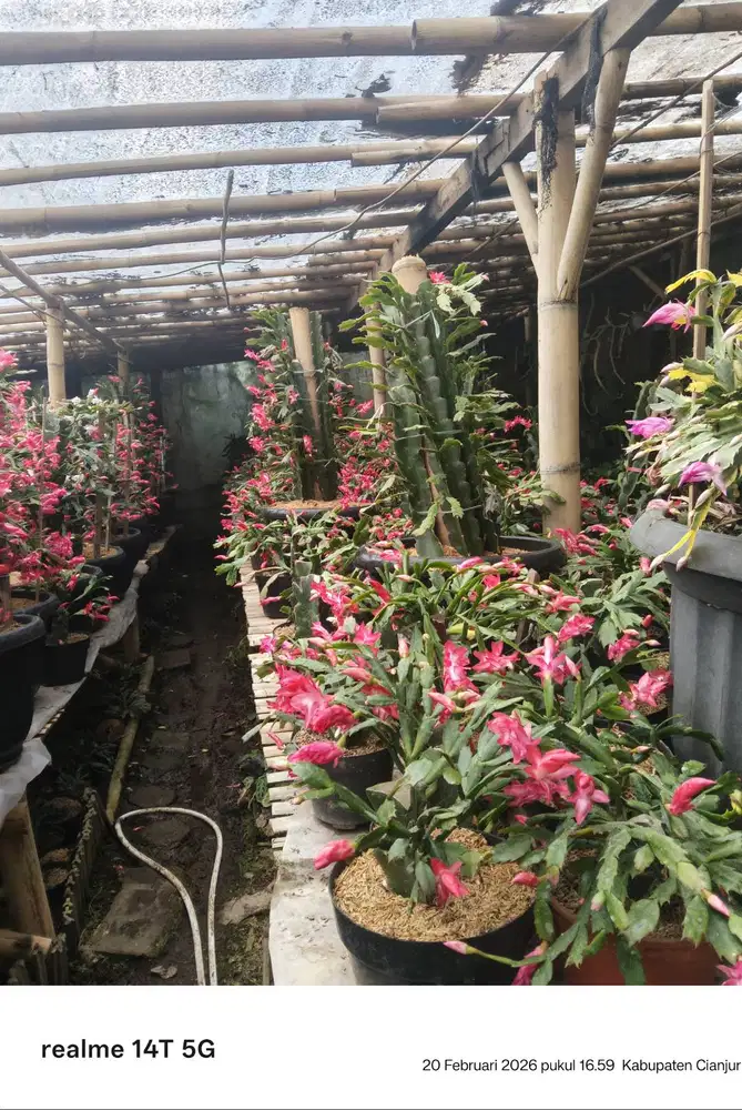 Tanaman hias. Jaya kusuma