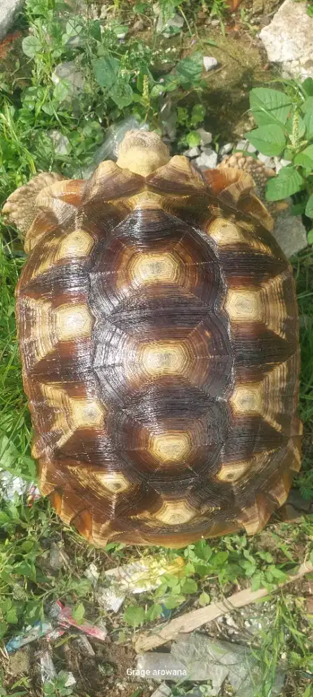 Sulcata betina 37- 38cm