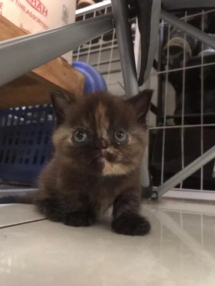 BSH x munckin betina tortie