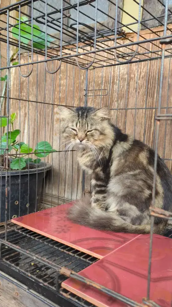 Persia Marble Jantan Dewasa