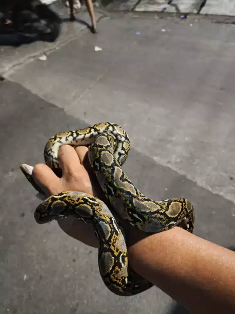 Sancha batik kembang