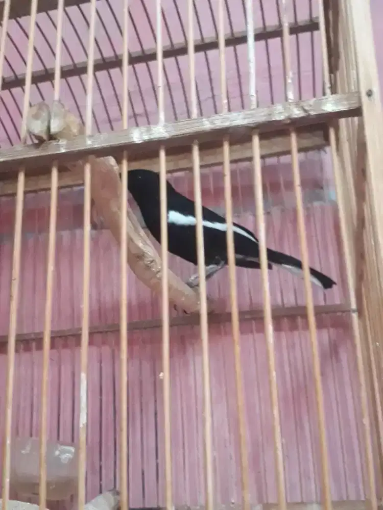 kacer hitam gacor pool fighter