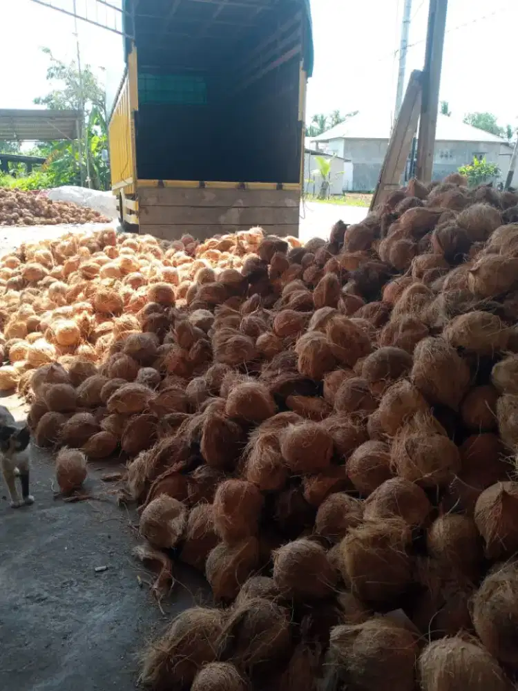 Dibutuhkan pekerja bongkar muat kelapa