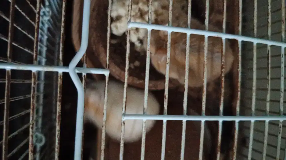 Hamster swarovski dan  hamster winter