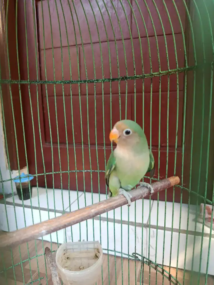 Lovebird Gacor Bermateri