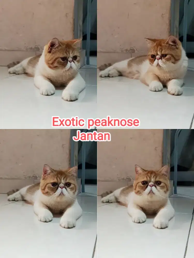 Kucing peaknose exotic jantan